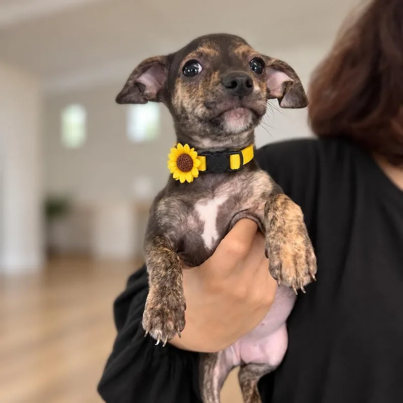 A baby small-sized female American Staffordshire Terrier dog named Molasses for adoption in Tampa, FL