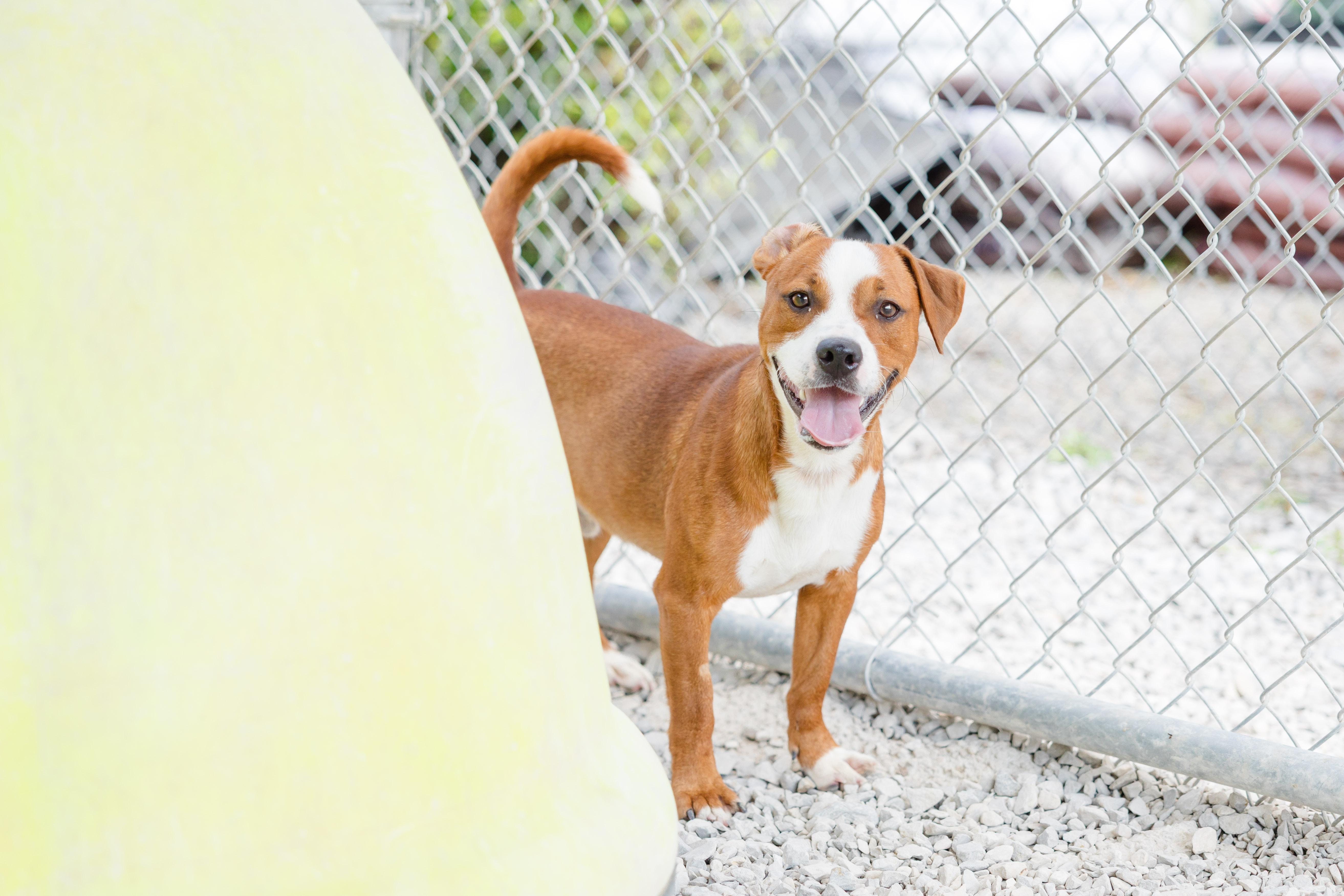 An adult medium-sized male Beagle dog named Chuck E. for adoption in Newburgh, IN