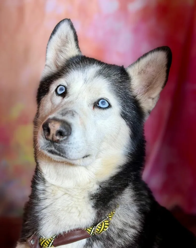 An adult medium-sized female Husky dog named Demi for adoption in Wintersville, OH