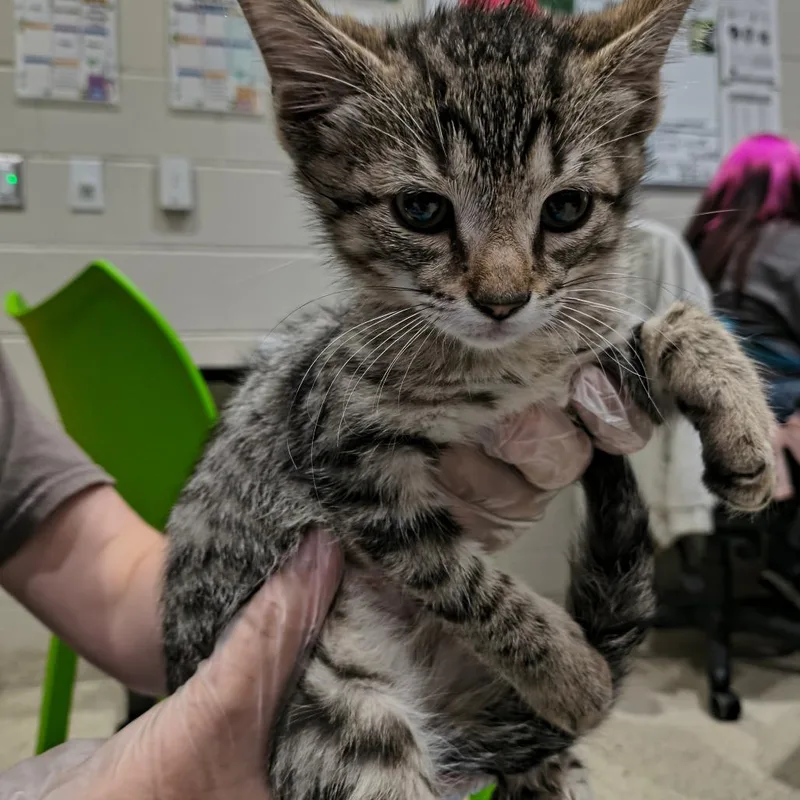 A baby small-sized male Gray / Blue / Silver Domestic Short Hair cat named Screech for adoption in Jacksonville, FL