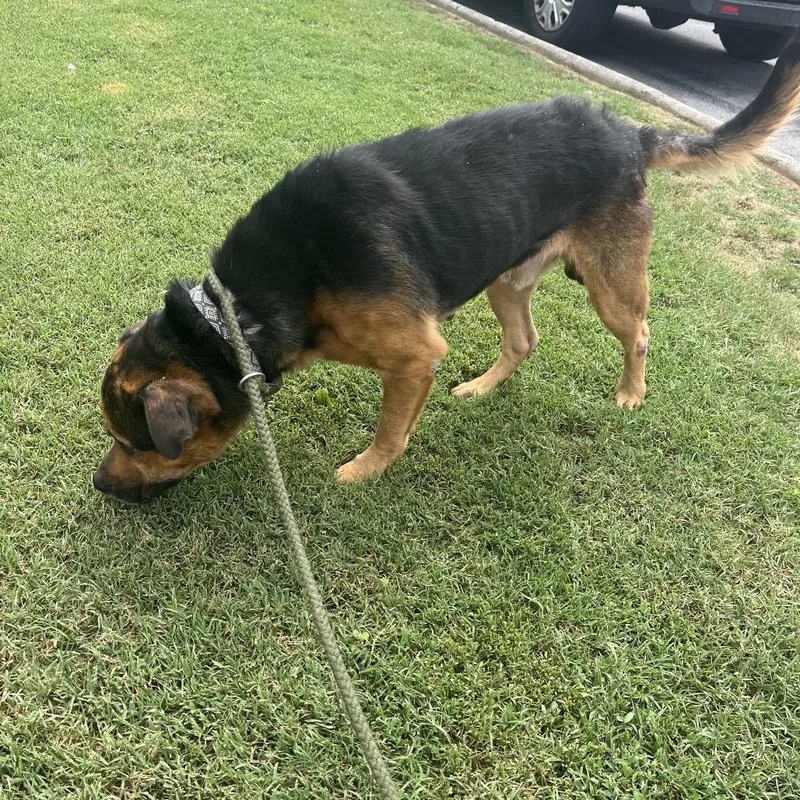 A senior large-sized male Brindle Mixed Breed dog named Hercules for adoption in Chattanooga, TN
