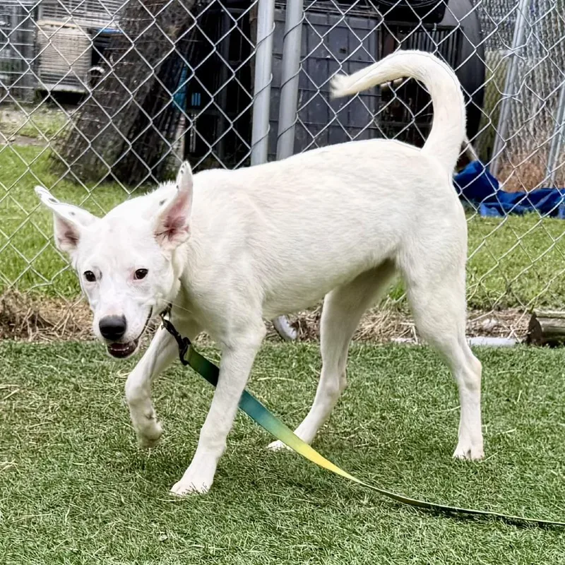 A baby medium-sized female White / Cream Mixed Breed dog named Marshmellow for adoption in Bennettsville, SC