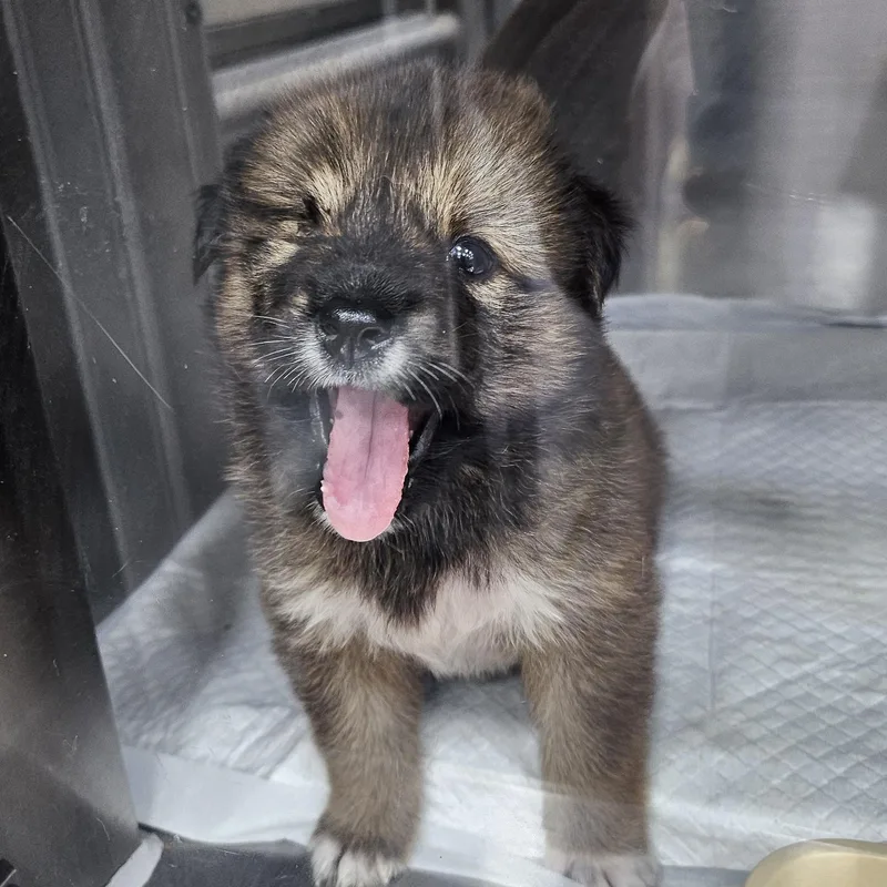A baby small-sized female Golden Jindo dog named Zena" for adoption in Springfield, VA