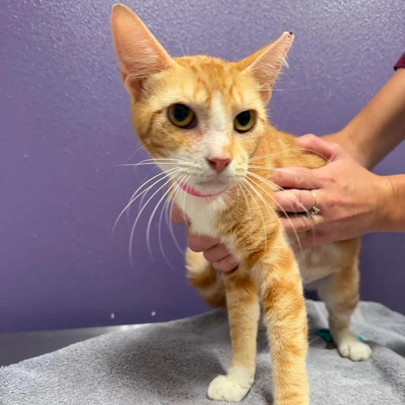 A young medium-sized female White Domestic Short Hair cat named Ginger for adoption in Englewood, FL