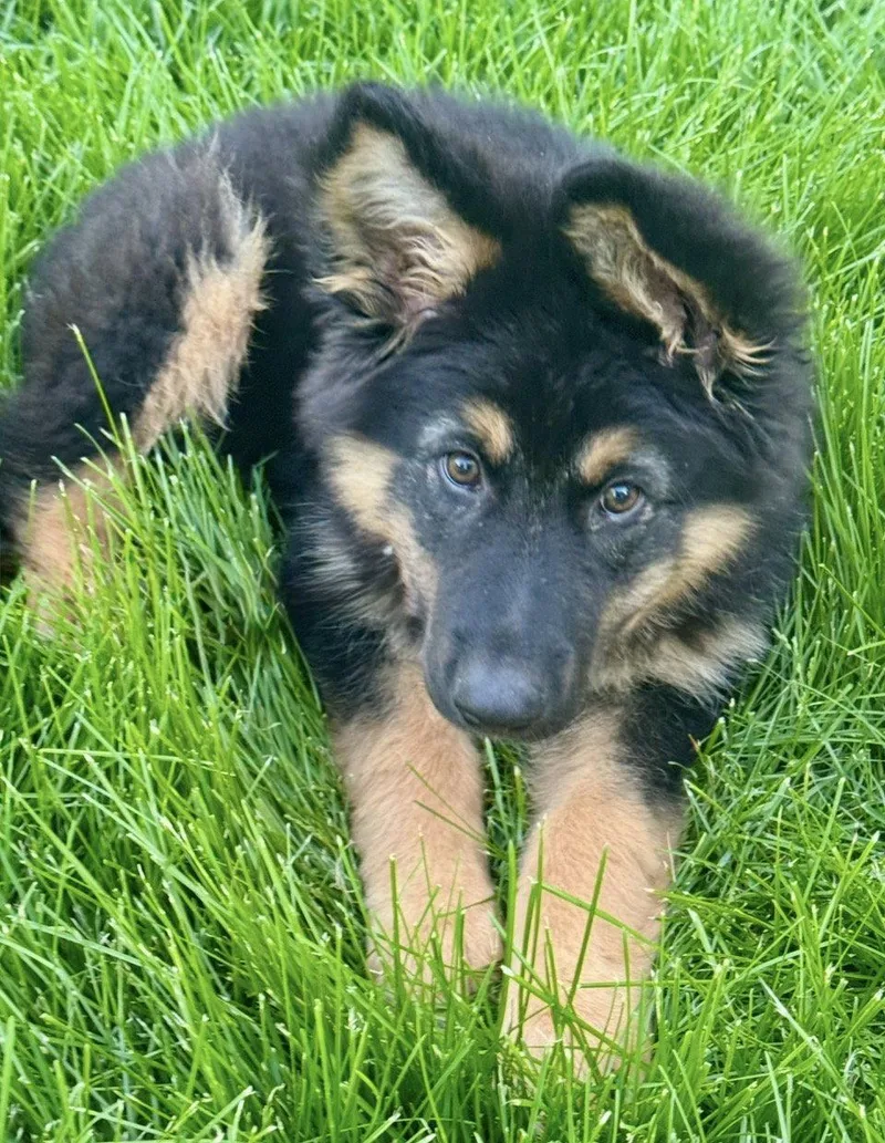 A baby large-sized male German Shepherd Dog dog named Apollo for adoption in Omaha, NE