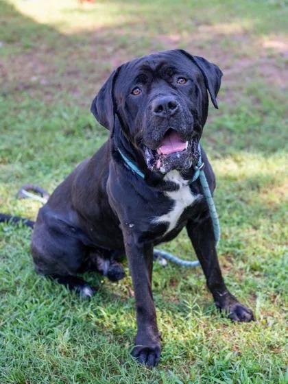 An adult extra large-sized male Mixed Breed dog named Viper for adoption in Chamblee, GA