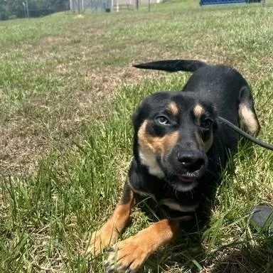 An adult medium-sized male Tricolor (Brown, Black, & White) Shepherd dog named Half Pint for adoption in Williston, VT
