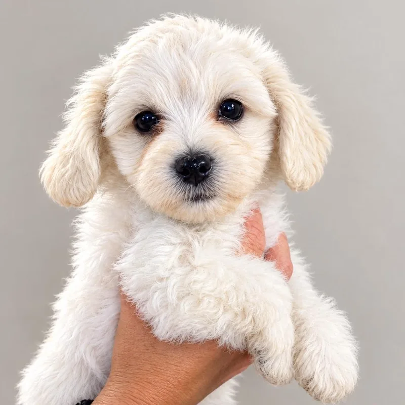 A baby small-sized female White / Cream Mixed Breed dog named Oatmeal Raisin for adoption in Wappingers Falls, NY