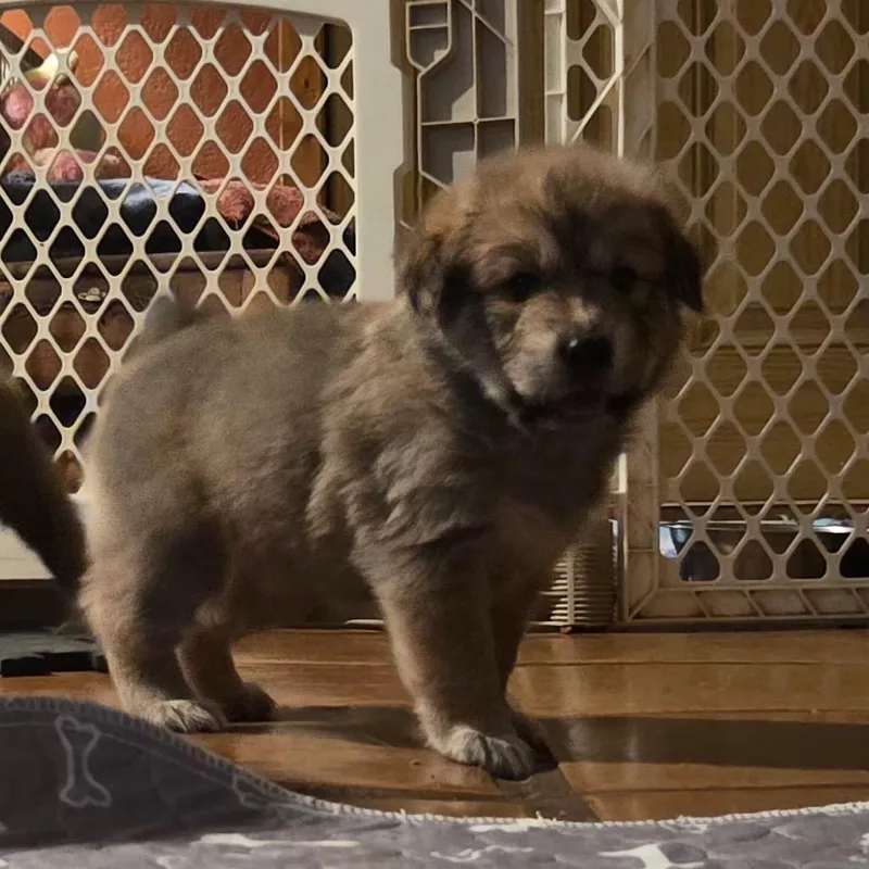 A baby small-sized male Brown / Chocolate Mixed Breed dog named Odin for adoption in Phoenix, AZ
