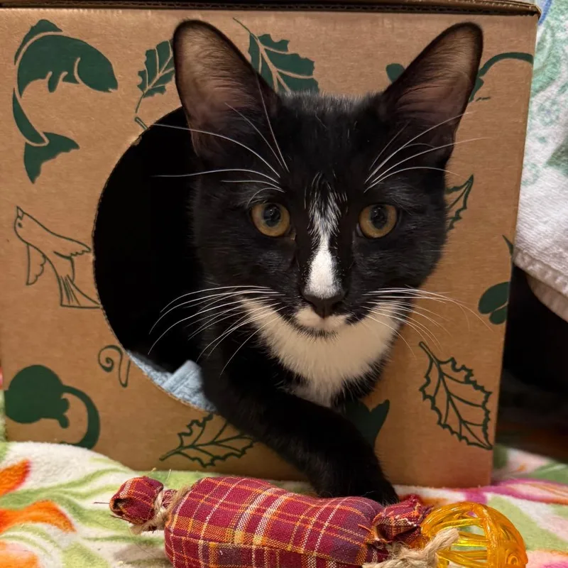 A young medium-sized male Black Domestic Short Hair cat named Jensen for adoption in Fairport, NY