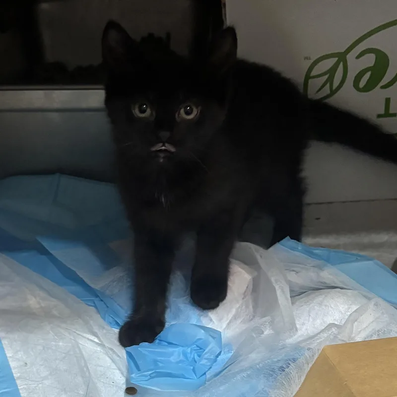 A baby small-sized female Black Domestic Long Hair cat named Diamond & Clubs for adoption in Pittsburgh, PA