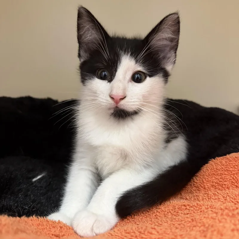 A baby medium-sized male Black Domestic Short Hair cat named Ken Jennings for adoption in Cooperstown, NY