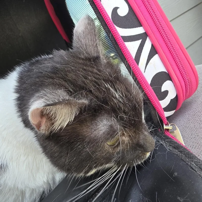 An adult medium-sized female Black Domestic Short Hair cat named Willow for adoption in Greensboro, NC