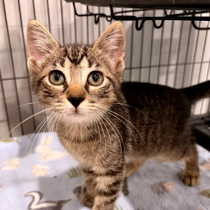 A baby small-sized female Brown / Chocolate Domestic Short Hair cat named Hera for adoption in Bradenton, FL
