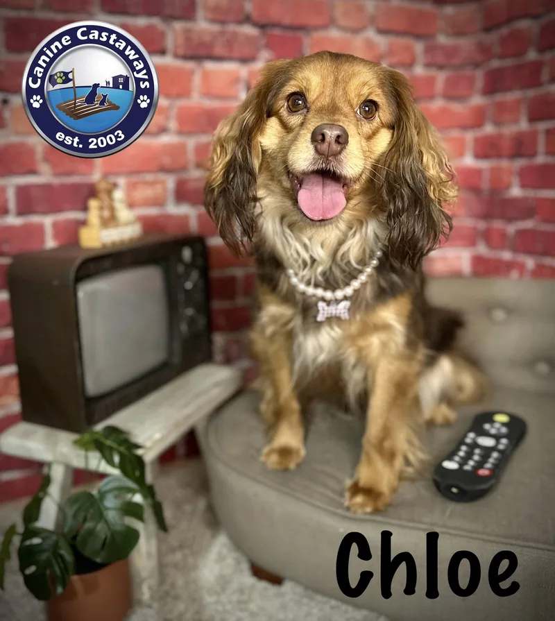 A young small-sized female Golden Spaniel dog named Chloe for adoption in Arcadia, FL