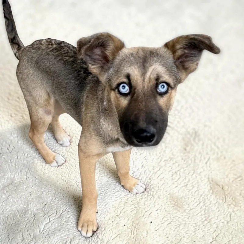 A baby medium-sized female Golden Australian Shepherd dog named Bluey for adoption in Austin, TX