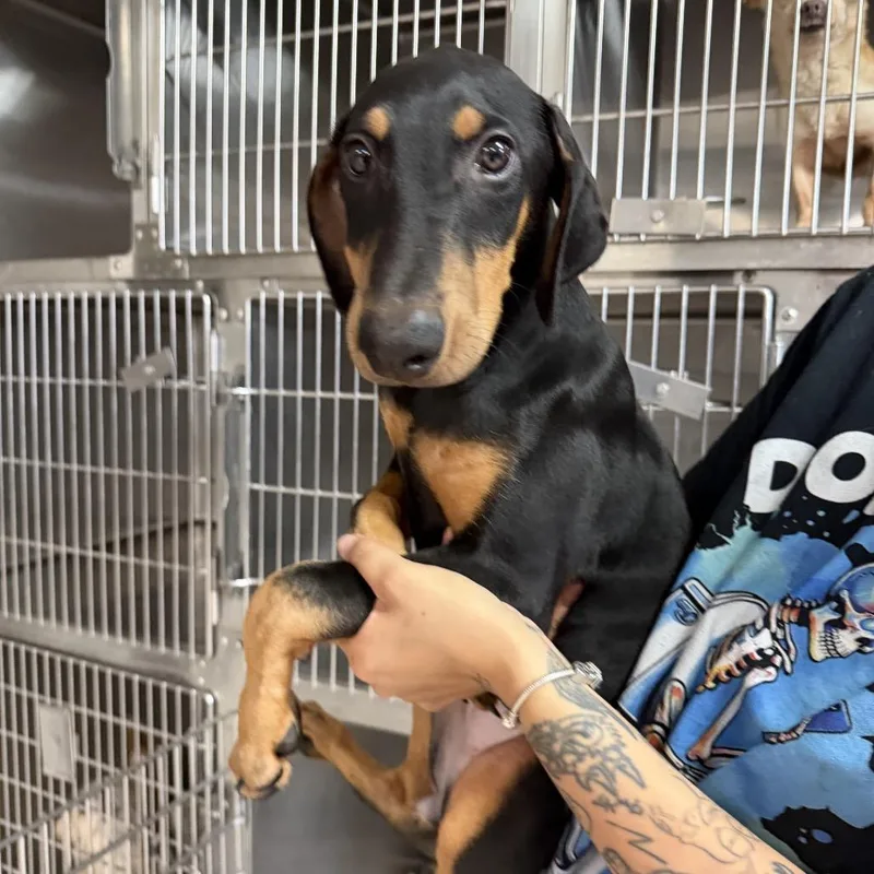 A baby small-sized female Black Doberman Pinscher dog named Jenna for adoption in Northbrook, IL