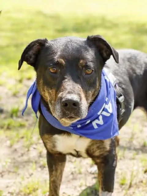 An adult medium-sized female Black Mixed Breed dog named Bandit for adoption in Lake Dallas, TX