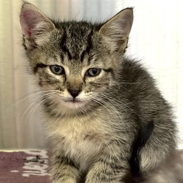 A baby small-sized female Domestic Short Hair cat named Eeny for adoption in St. Louis, MO