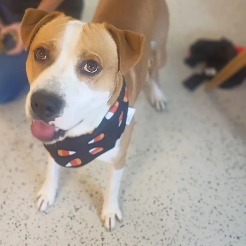An adult large-sized male Yellow / Tan / Blond / Fawn Pit Bull Terrier dog named Tad for adoption in Glasgow, KY