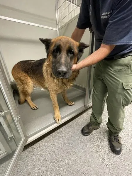 An adult large-sized male German Shepherd Dog dog named Baron for adoption in Victorville, CA