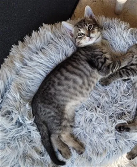 A baby medium-sized male Domestic Short Hair cat named Princeton A for adoption in Plano, TX