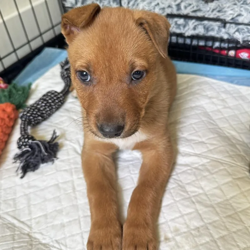 A baby small-sized female Brown / Chocolate Pit Bull Terrier dog named Donut for adoption in Ojai, CA