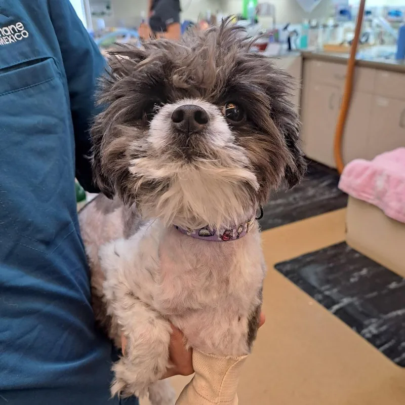 A young small-sized female Gray / Blue / Silver Maltese dog named Stray Hold Panini for adoption in Albuquerque, NM