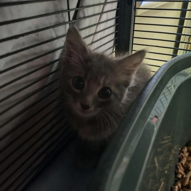 A baby small-sized male Gray / Blue / Silver Domestic Long Hair cat named Shaggy for adoption in Norfolk, NE