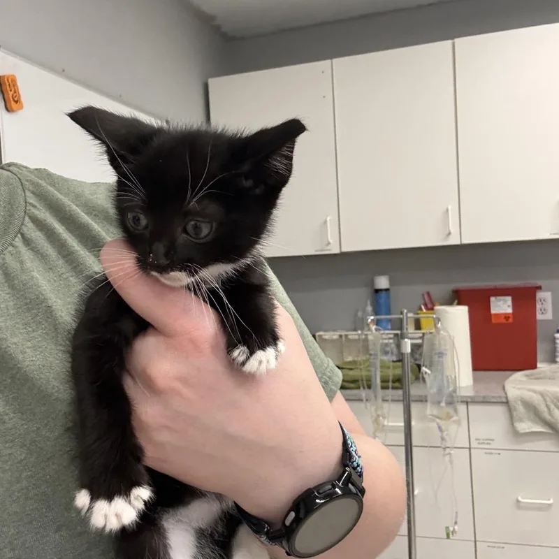 A baby small-sized male Black Domestic Short Hair cat named Reginold for adoption in Spokane, WA