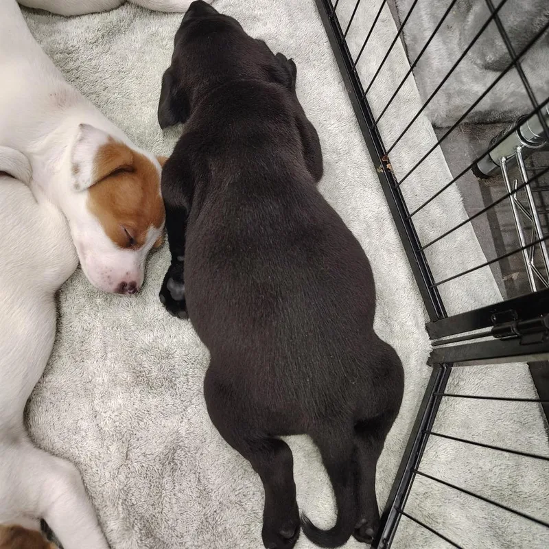 Roly Poly