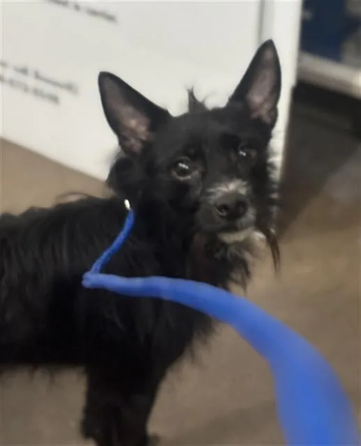 An adult small-sized male Mixed Breed dog named Shadow for adoption in Dallas, TX