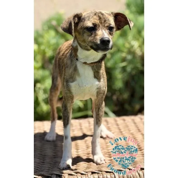 A young small-sized male Brindle Chiweenie dog named Rusty COH for adoption in Inglewood, CA