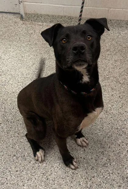 An adult large-sized female Black Mixed Breed dog named Feya for adoption in Kansas City, MO