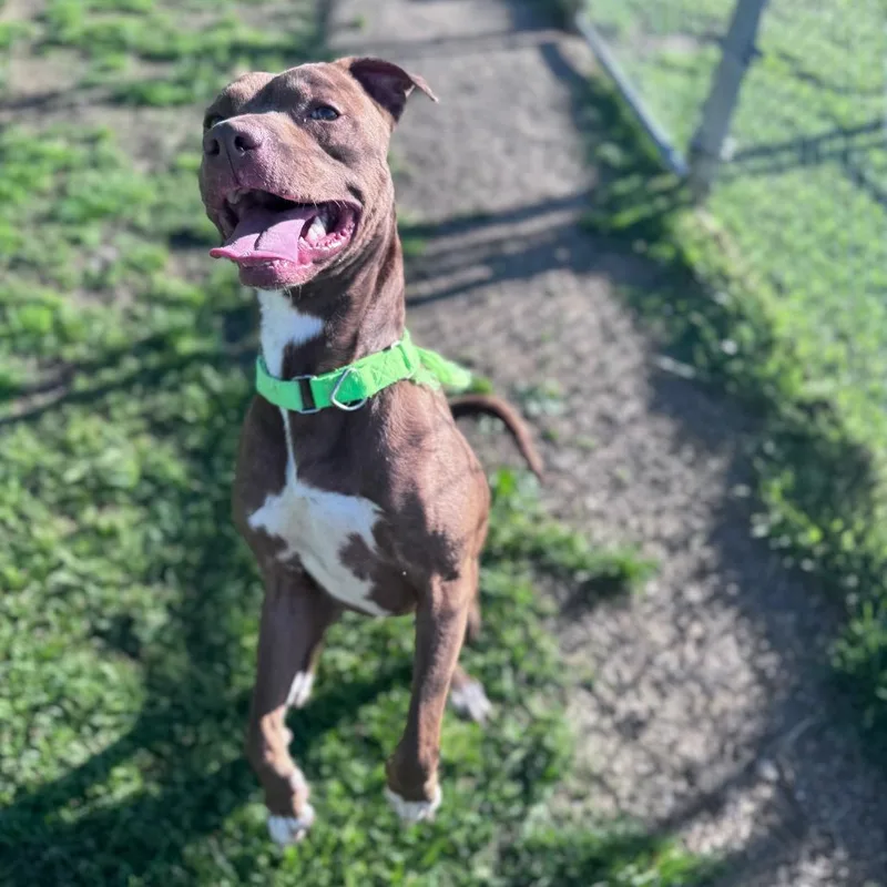 An adult medium-sized male Mixed Breed dog named Hopper for adoption in Parkersburg, WV