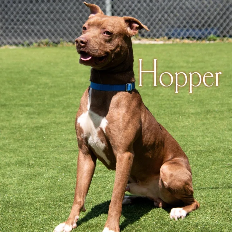 Hopper thumbnail 3