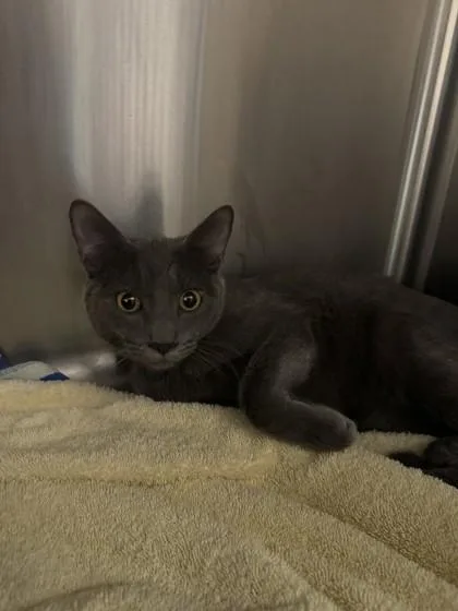 A young small-sized male Domestic Short Hair cat named Wybie for adoption in Roseville, CA