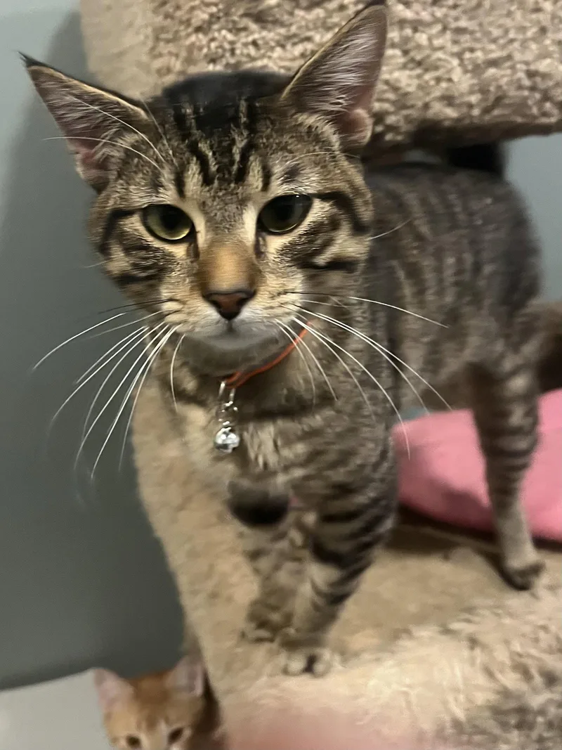 A young medium-sized male Domestic Short Hair cat named Draco for adoption in Zimmerman, MN