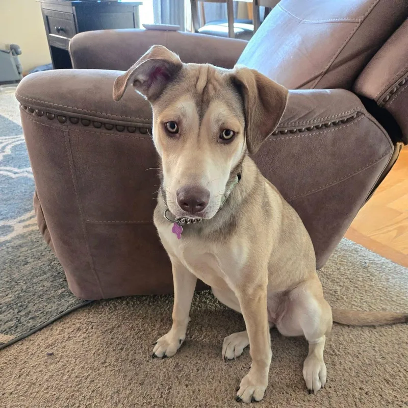 A young medium-sized female Brown / Chocolate Husky dog named Bailey for adoption in Dysart, IA