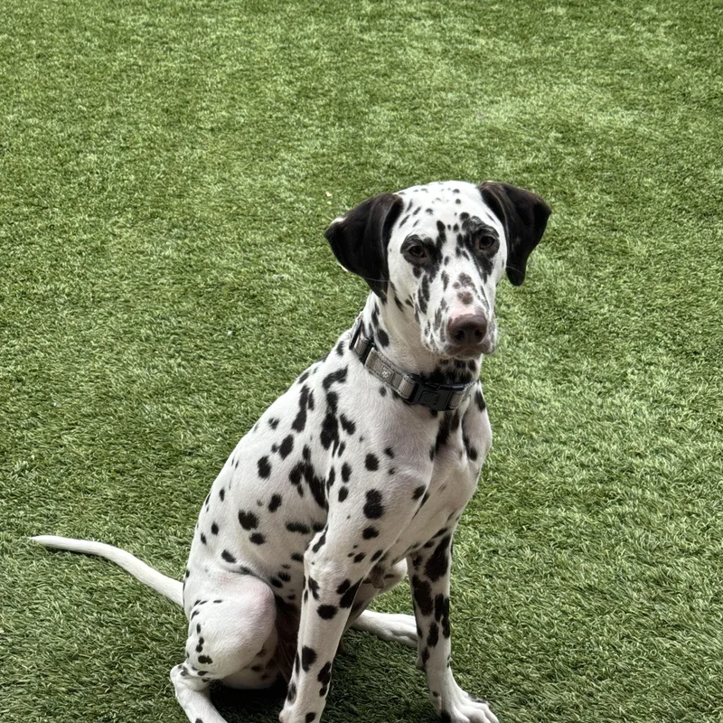 An adult medium-sized female Dalmatian dog named Abby for adoption in Helotes , TX