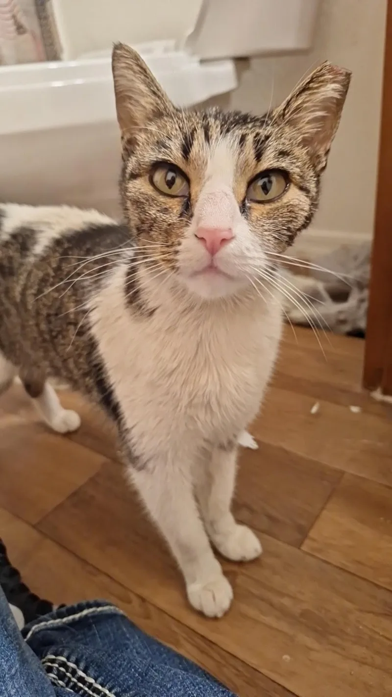 An adult medium-sized female White Domestic Short Hair cat named Joyce Byers for adoption in Chandler, AZ