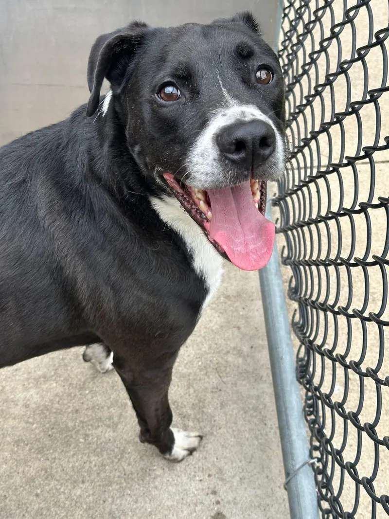 An adult medium-sized male Black Pit Bull Terrier dog named Cobbler for adoption in Chicago, IL