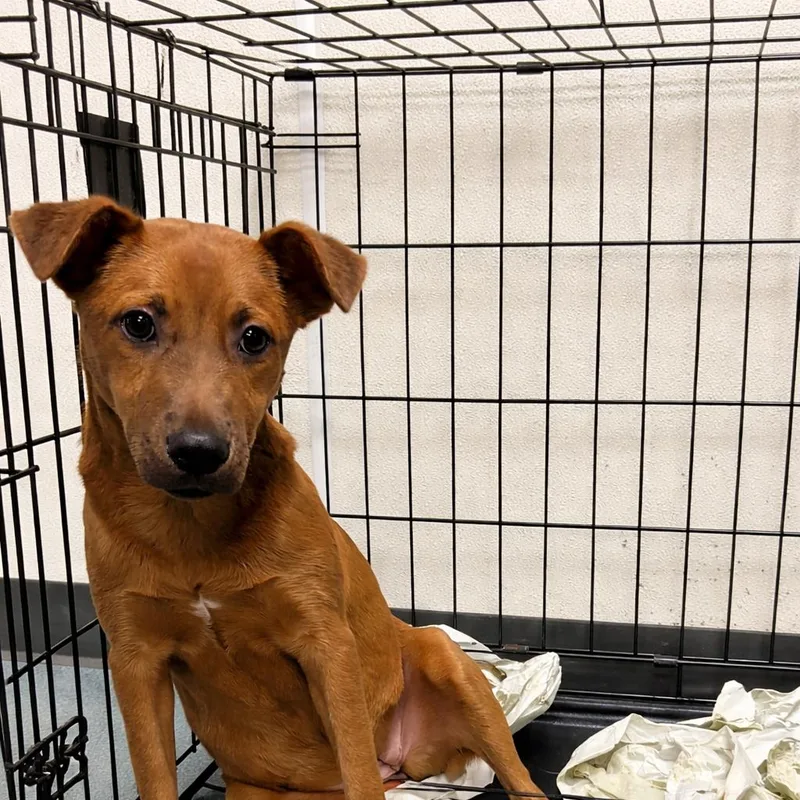 Butterfly thumbnail 2