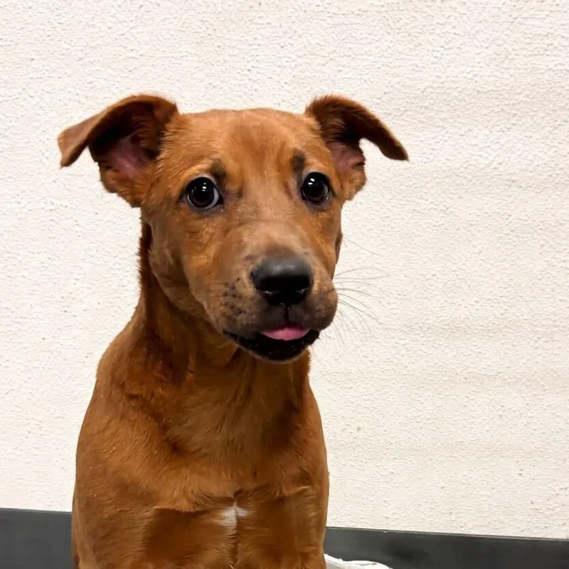 Butterfly thumbnail 3