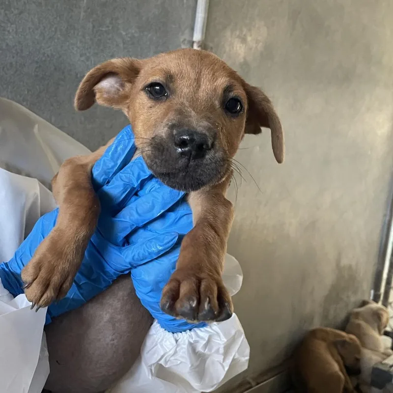 Butterfly thumbnail 4