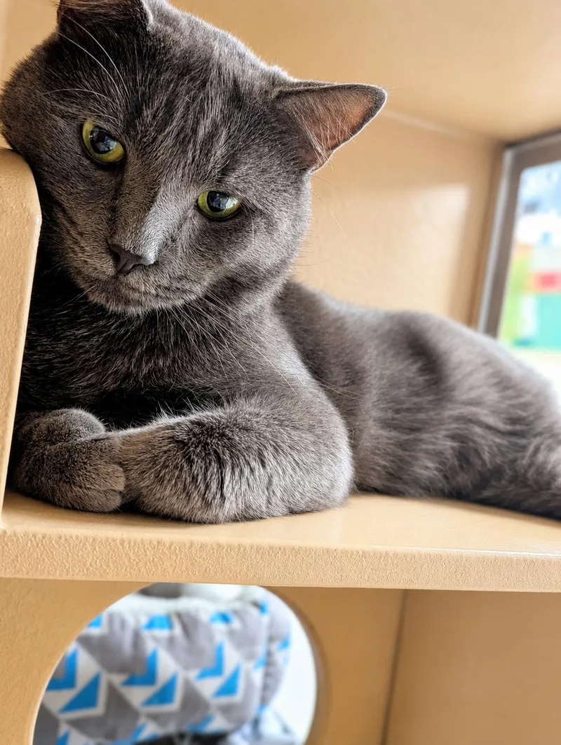 A young large-sized male Gray / Blue / Silver Russian Blue cat named Franklin for adoption in Medford, NJ