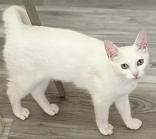 A baby medium-sized female White Domestic Short Hair cat named Snow White for adoption in Philadelphia, PA
