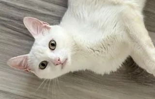 Snow White thumbnail 5
