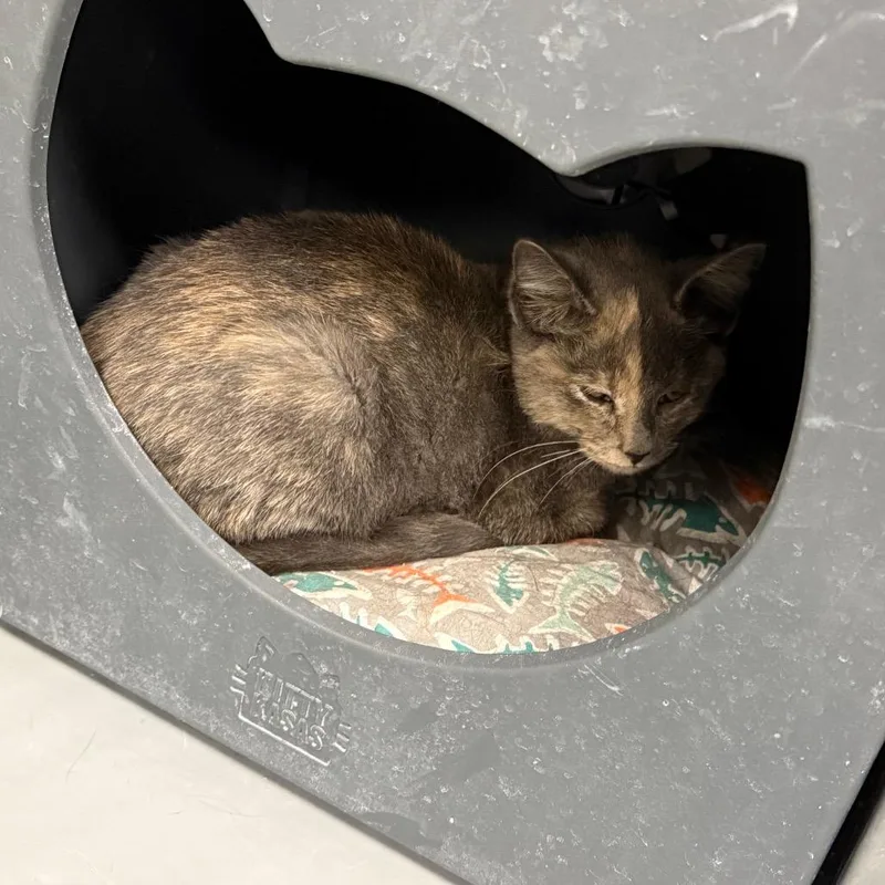 A baby small-sized female Domestic Short Hair cat named Ash for adoption in Carroll, IA