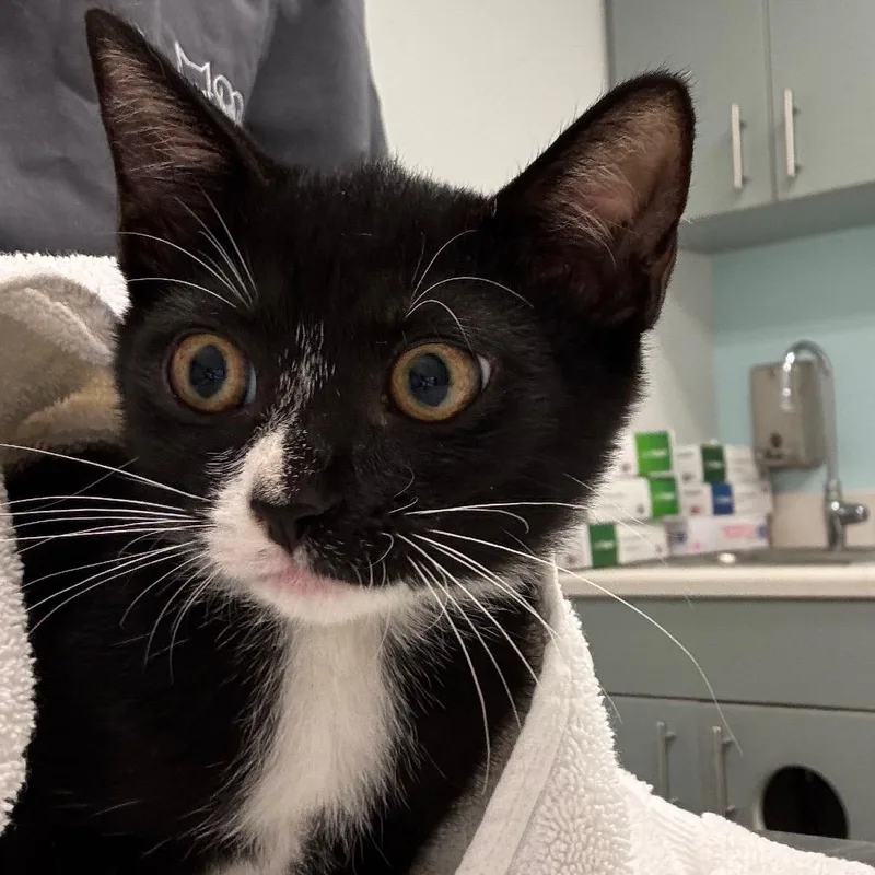 A baby small-sized female Black Domestic Short Hair cat named Erin for adoption in Jacksonville, FL